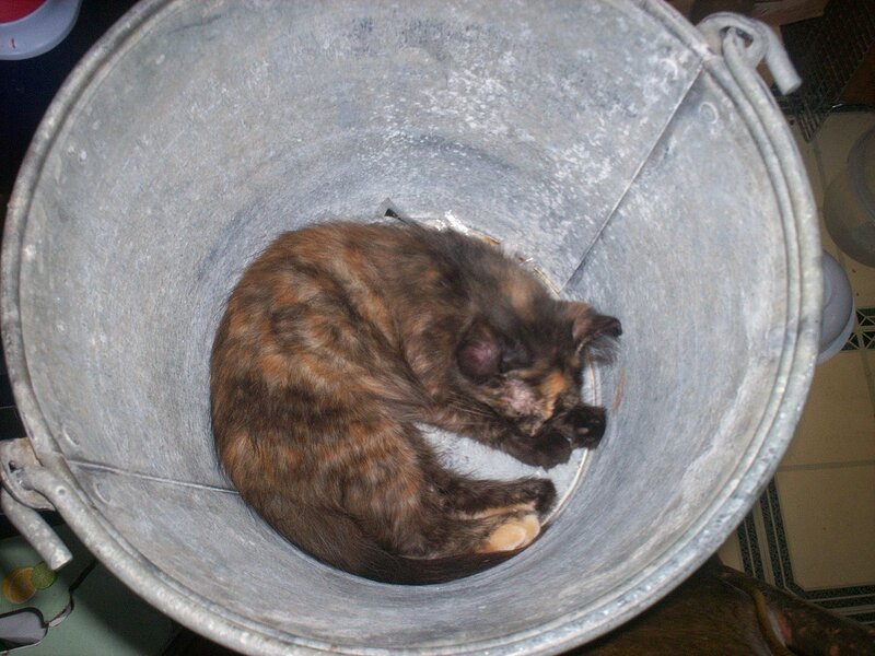 Calico Cat in Bucket
