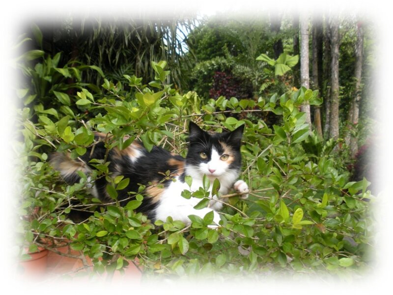 Calico Cat in Bush