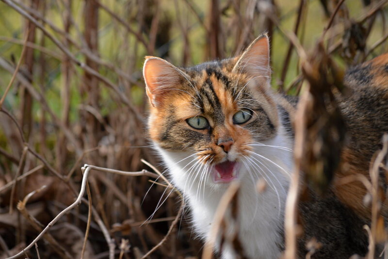 Calico Cat in Bushes
