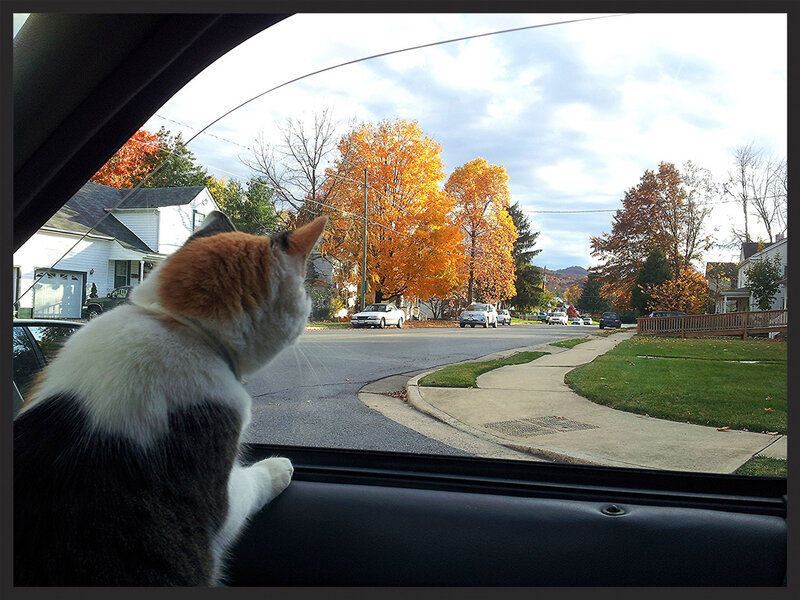 Calico Cat in Car