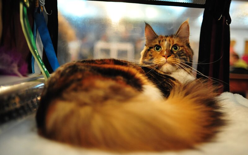 Calico Cat in Carrier