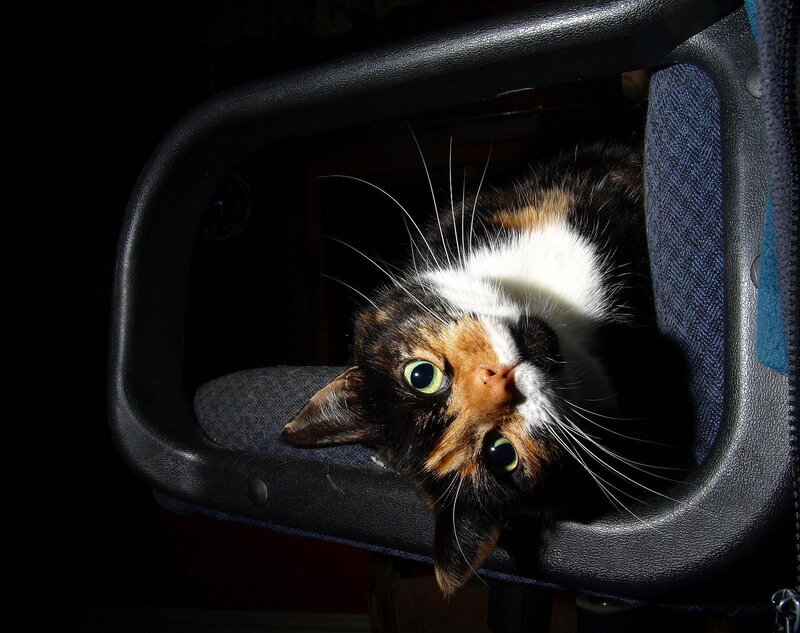 Calico Cat in Chair