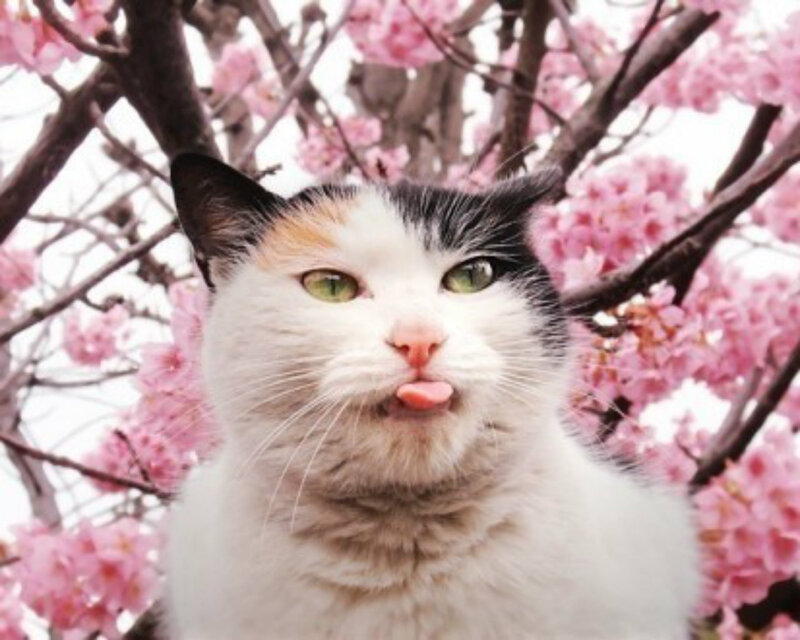 Calico Cat in Cherry Blossoms