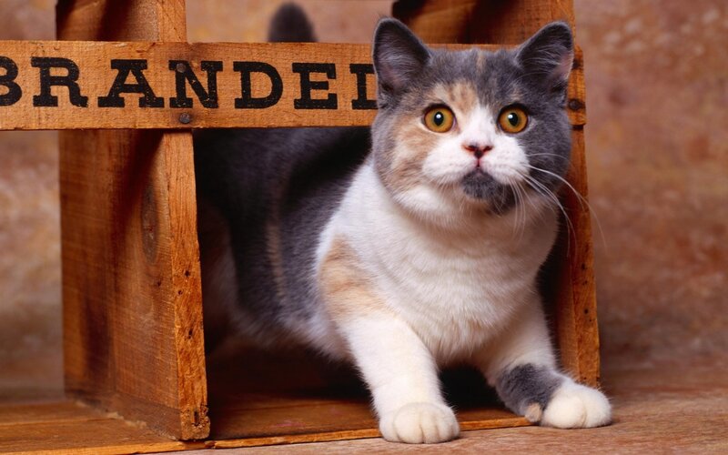Calico Cat in Crate — Gray, Curious, Photograph