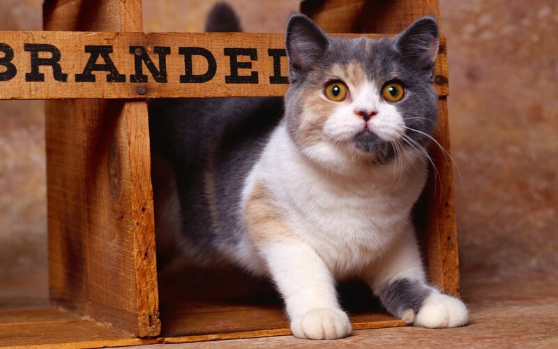 Calico Cat in Crate — Gray, Curious, Photograph, Wooden Crate