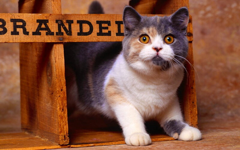 Calico Cat in Crate — Gray