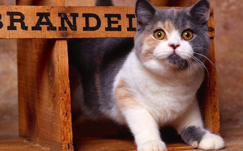 Calico Cat in Crate
