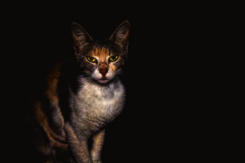 Calico Cat in Darkness