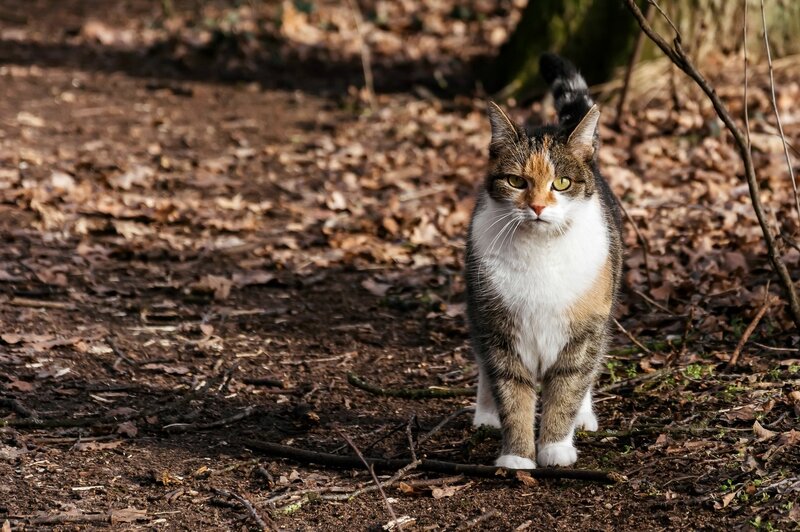 Calico Cat in Forest