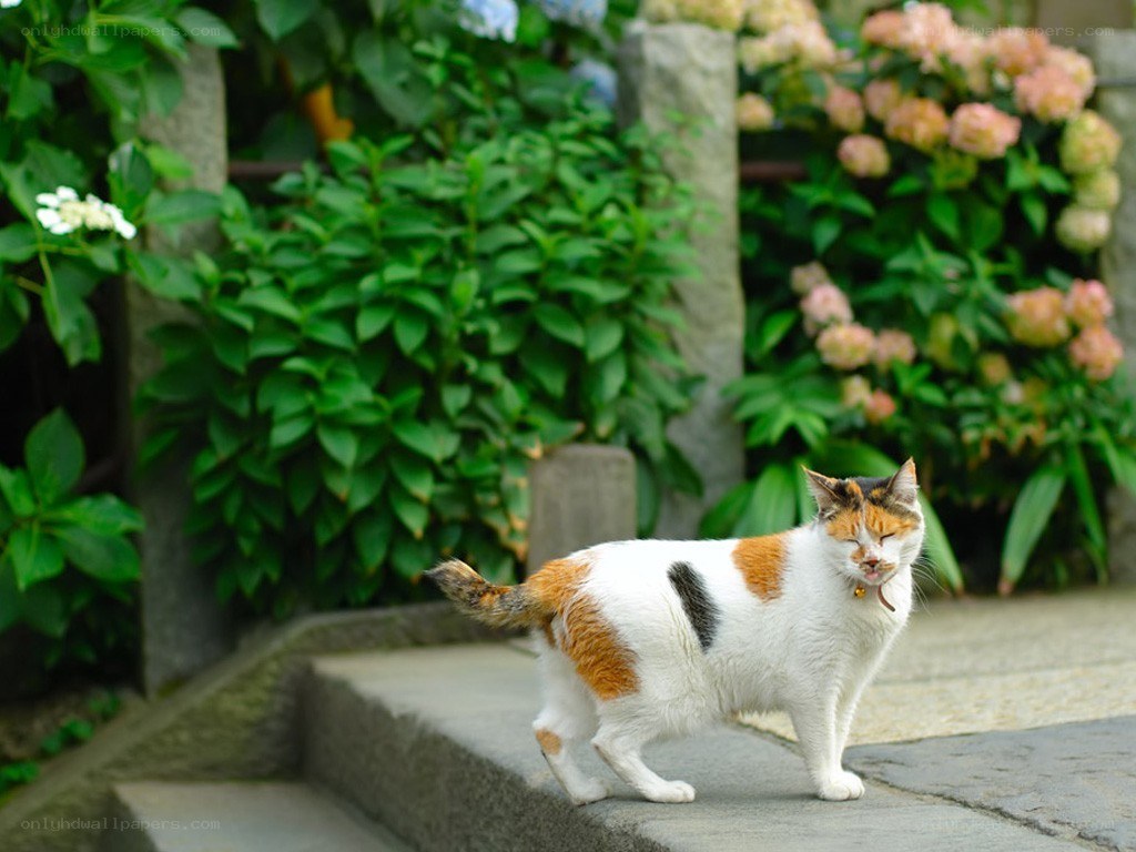 calico cat in garden