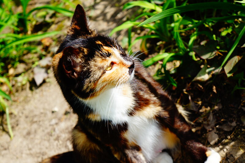 Calico Cat in Garden — Brown