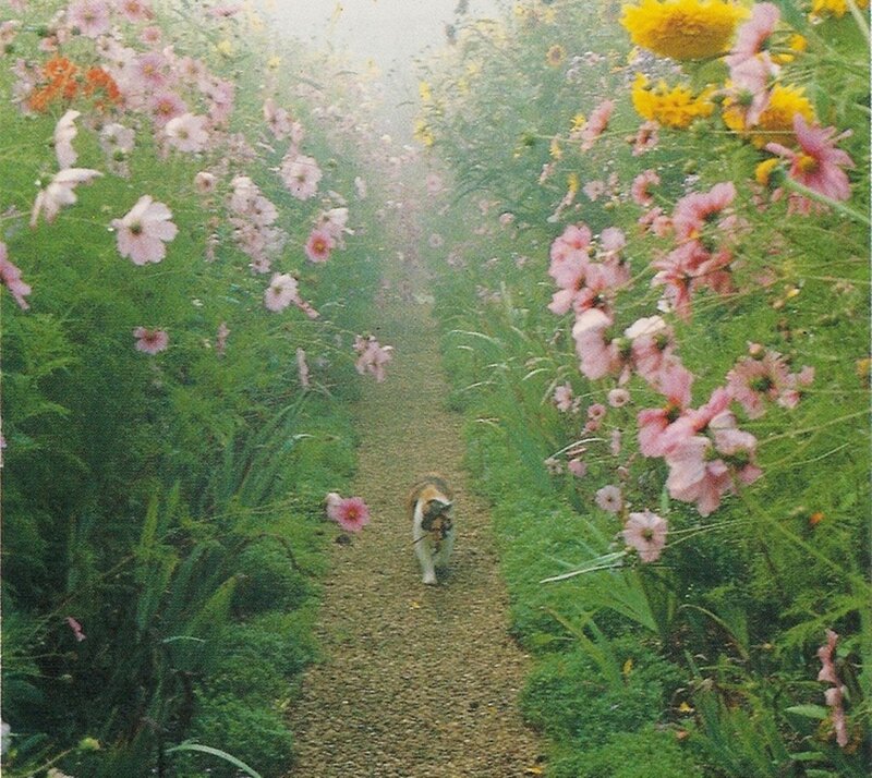 Calico Cat in Garden — Green