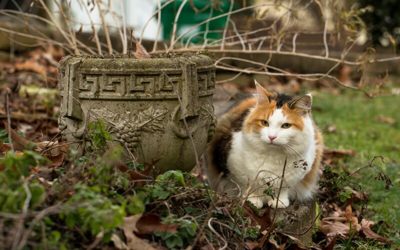 Calico Cat in Garden — White, Calm