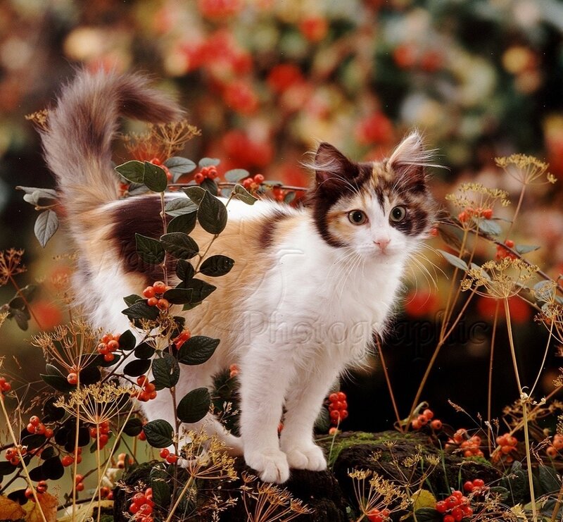 Calico Cat in Garden — White, Natural