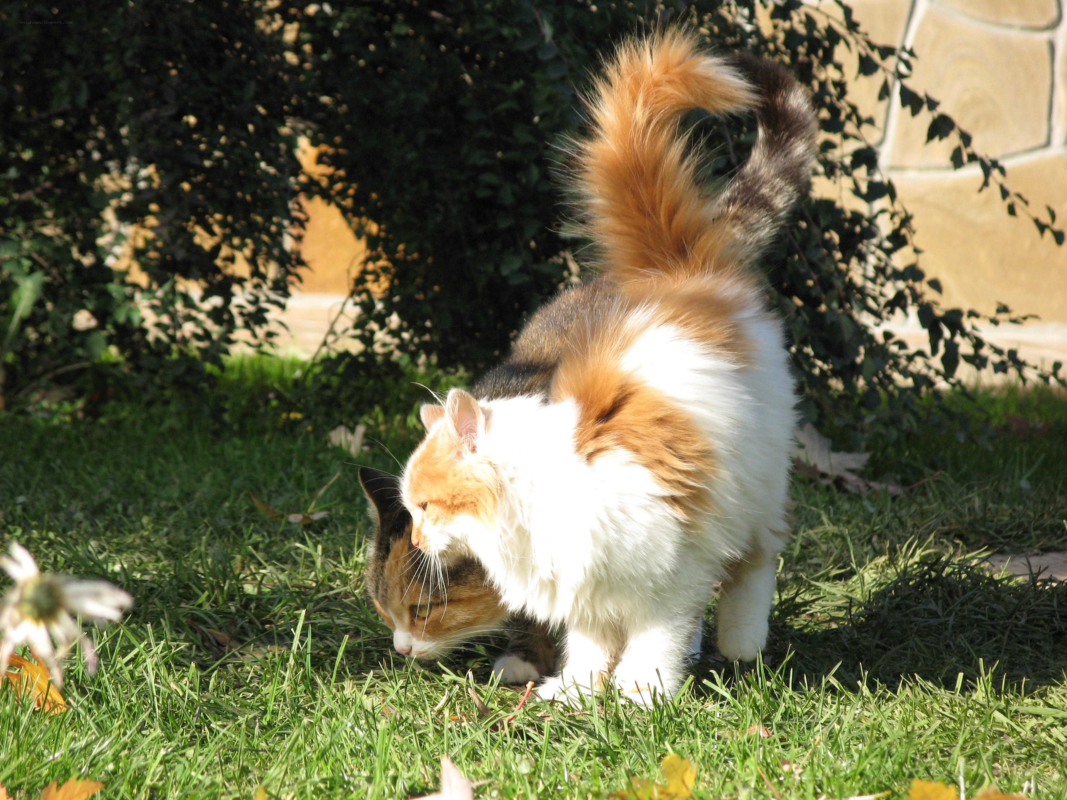 calico cat in garden