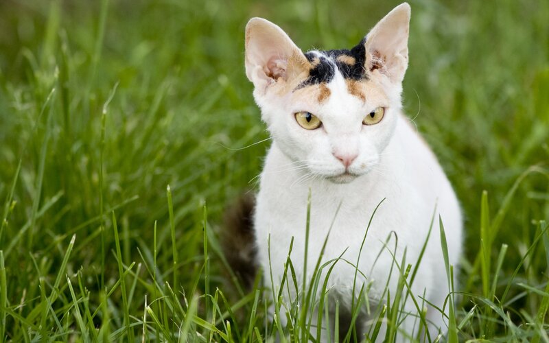 calico cat in grass