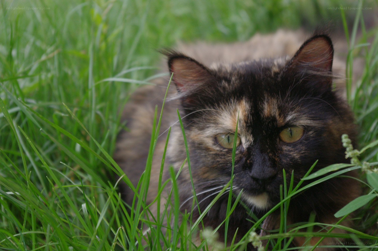 calico cat in grass