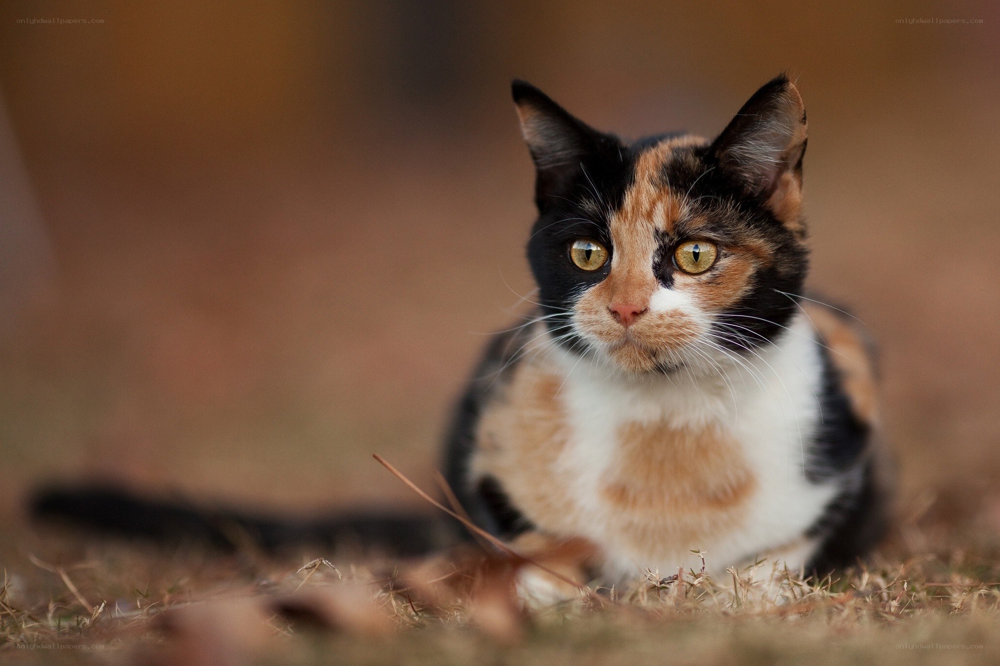 calico cat in grass