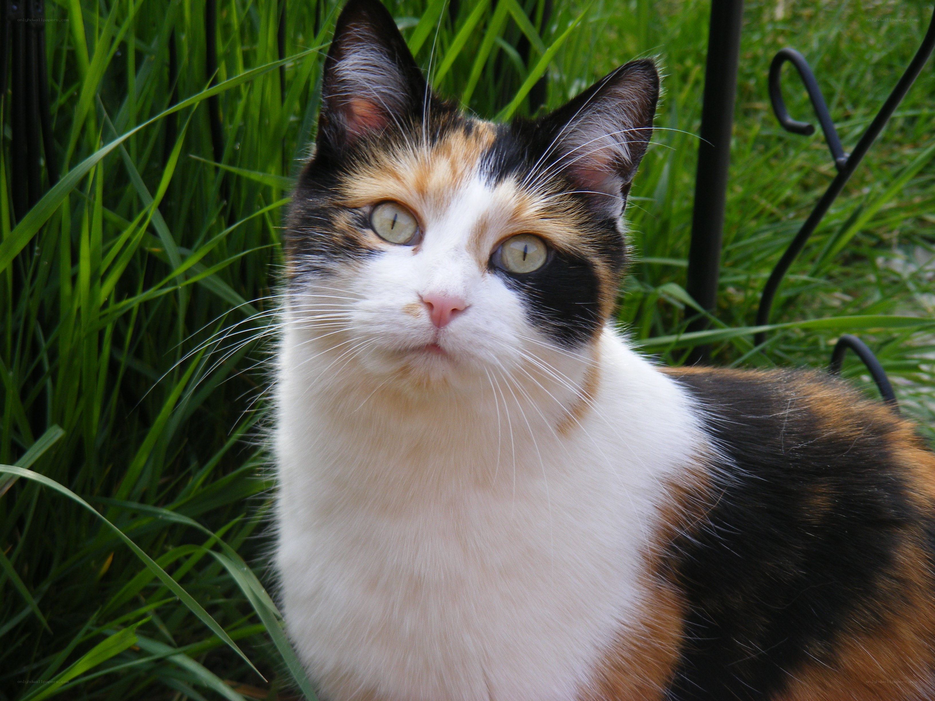 calico cat in grass