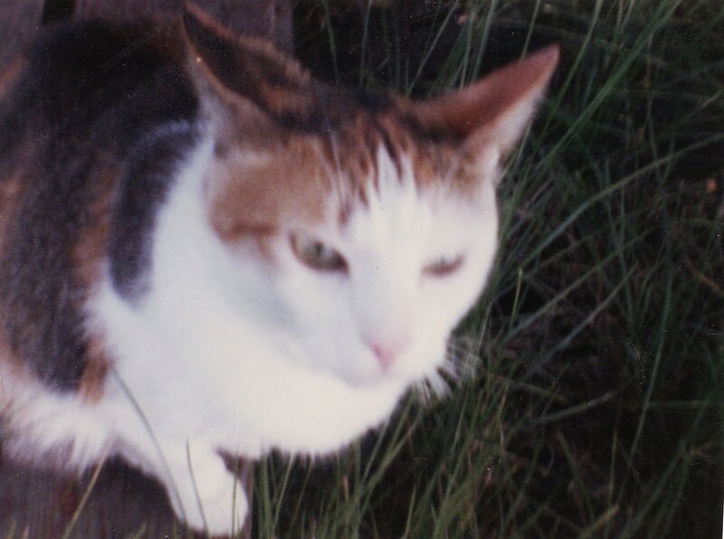 calico cat in grass