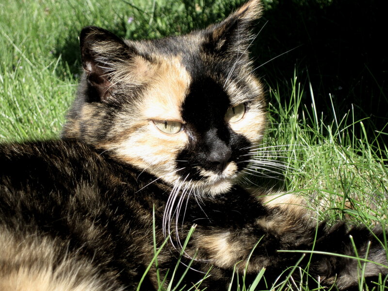 Calico Cat in Grass — Black