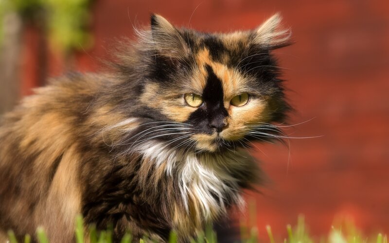 Calico Cat in Grass — Brown, Alert, Afternoon