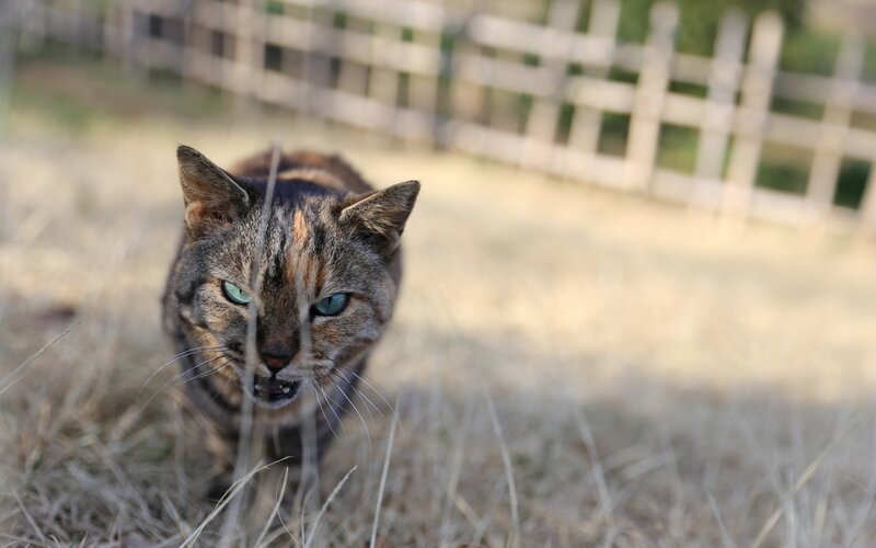 Calico Cat in Grass — Brown, Alert