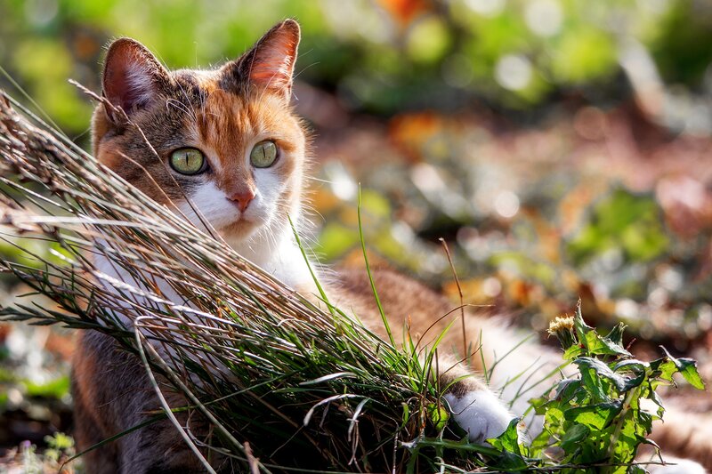 Calico Cat in Grass — Brown, Natural