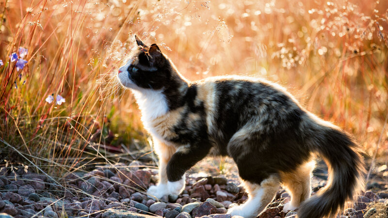 Calico Cat in Grass — Brown