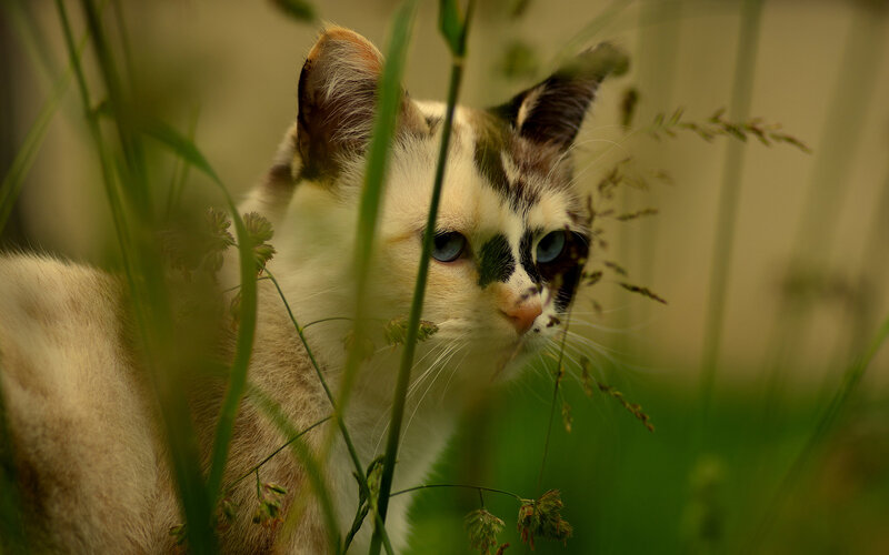 Calico Cat in Grass — Green, Alert, Afternoon