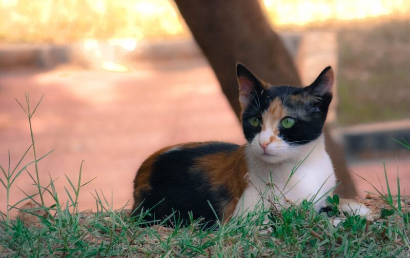 Calico Cat in Grass — Green, Calm, Afternoon, Photograph