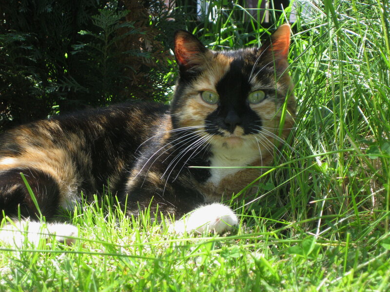 Calico Cat in Grass — Green, Calm, Afternoon