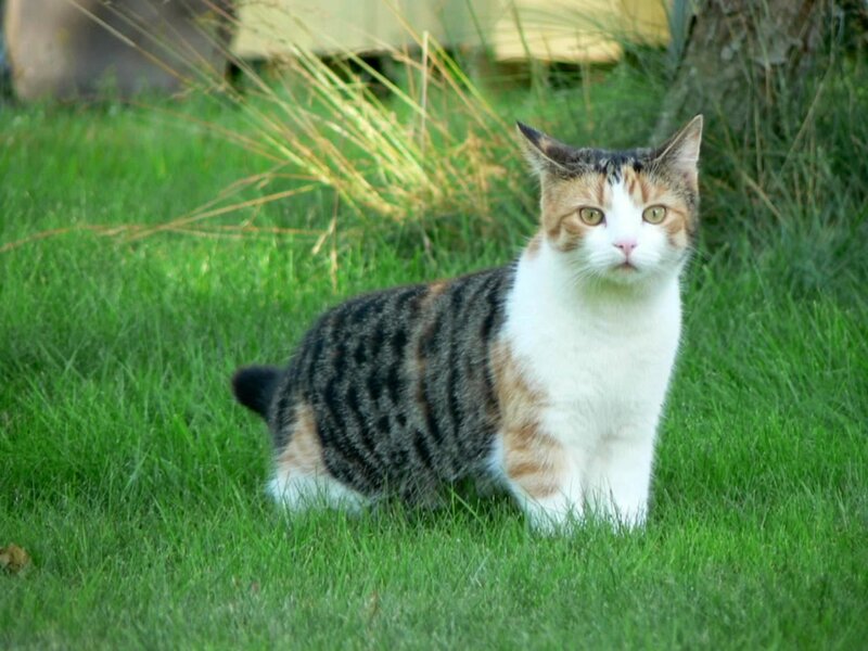 Calico Cat in Grass — Green, Calm