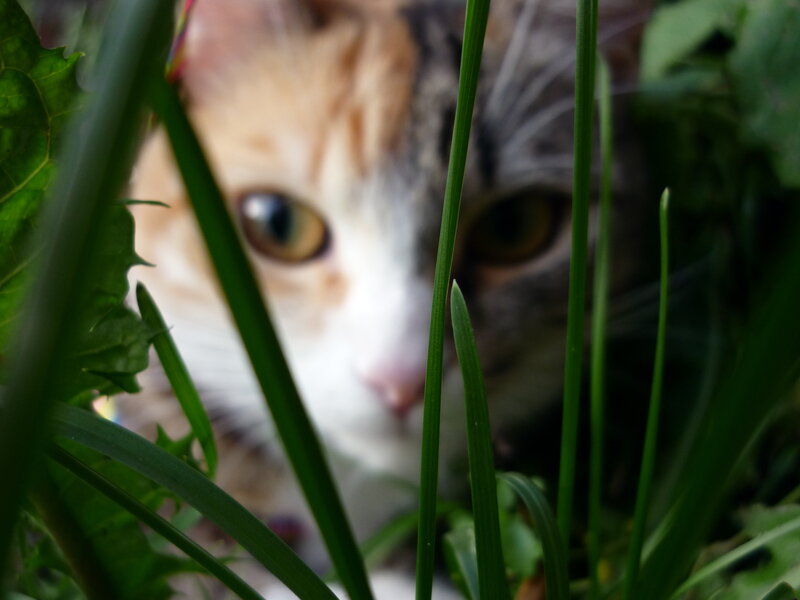 Calico Cat in Grass — Green, Curious