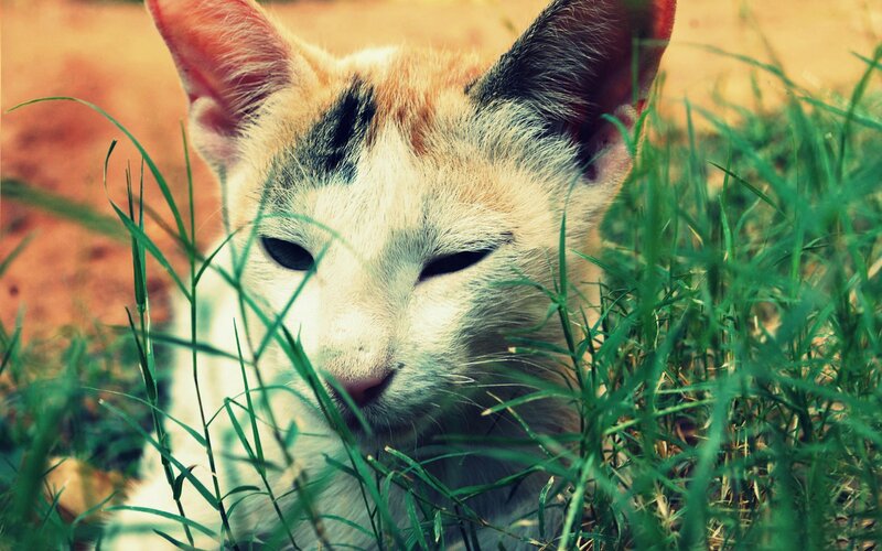 Calico Cat in Grass — Green, Peaceful, Afternoon, Photograph, Eyes