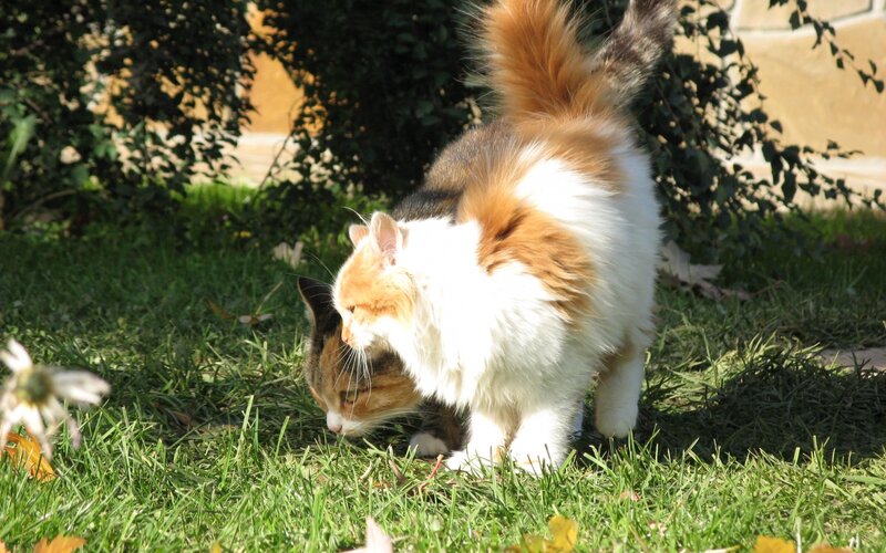 Calico Cat in Grass — Green, Peaceful