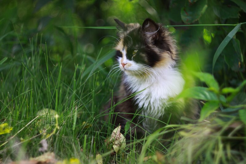 Calico Cat in Grass — Green, Serene, Afternoon, Photograph