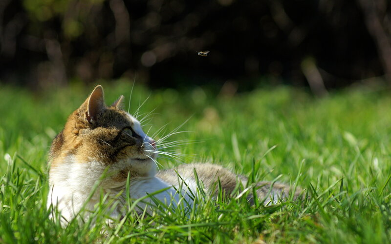 Calico Cat in Grass — Green, Serene