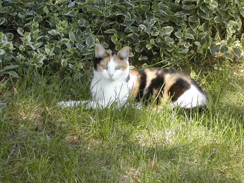 Calico Cat in Grass — Green