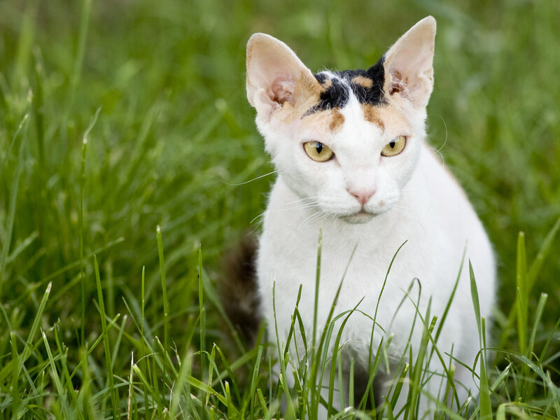 Calico Cat in Grass — White