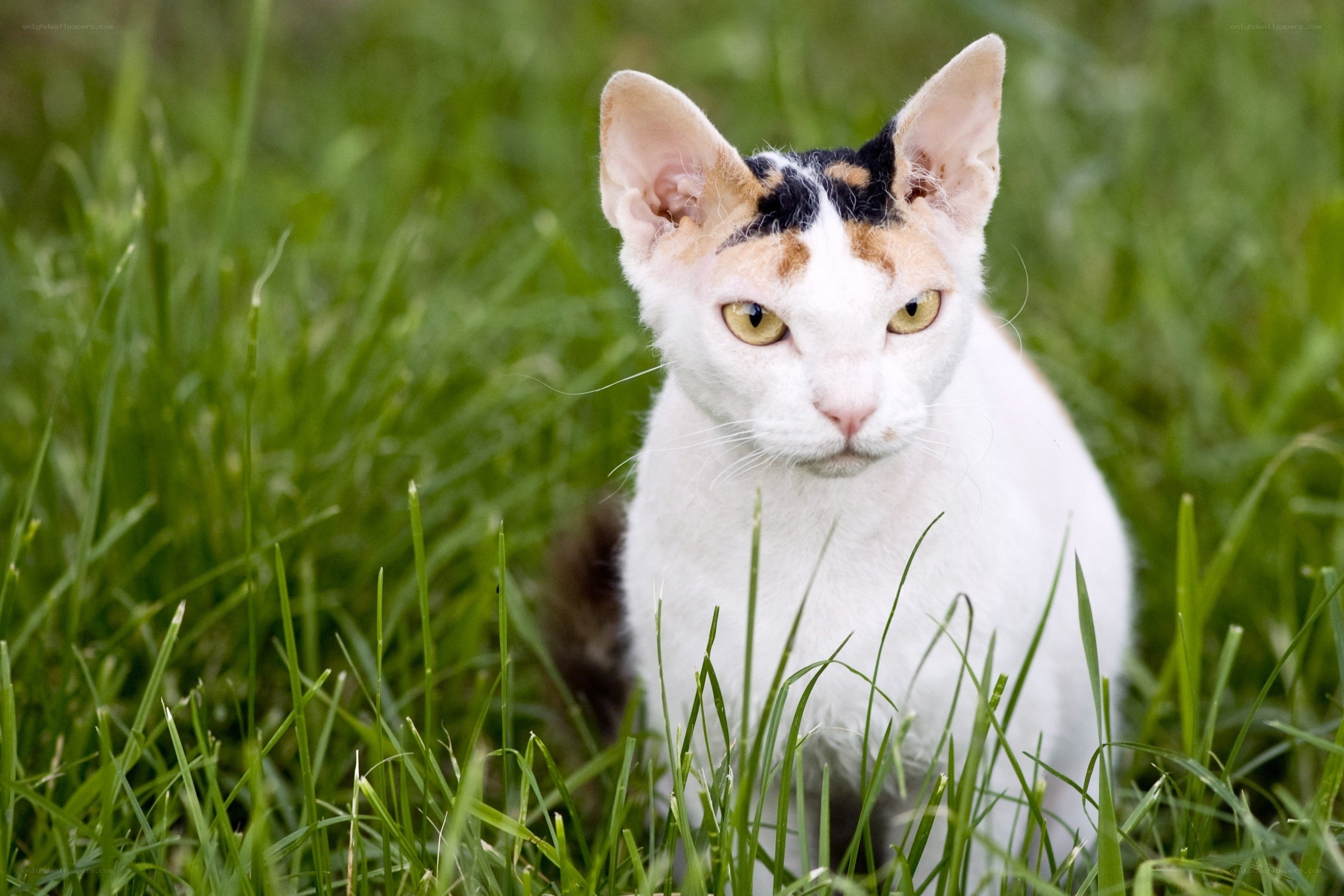 calico cat in grass