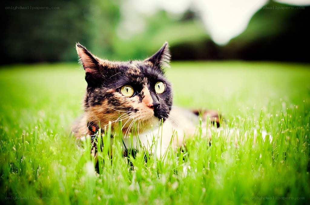 calico cat in green grass