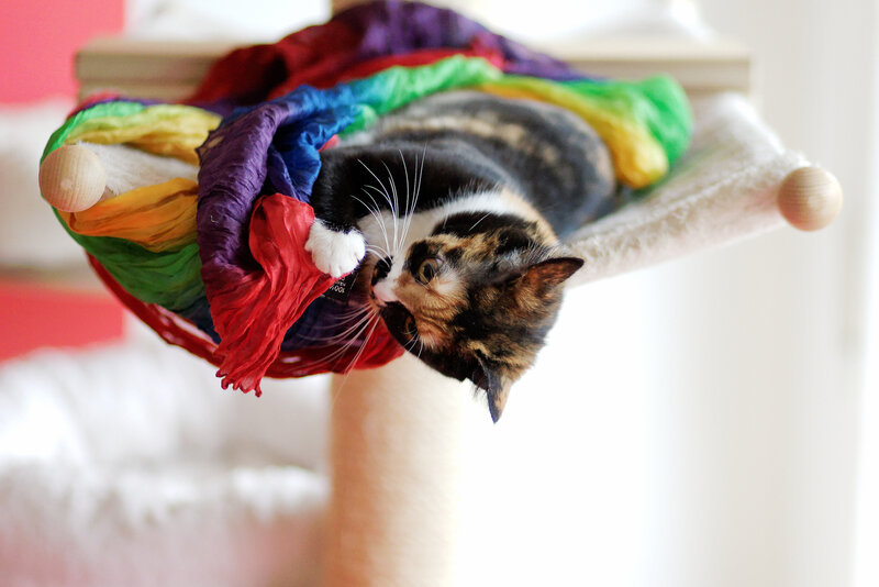 Calico Cat in Hammock
