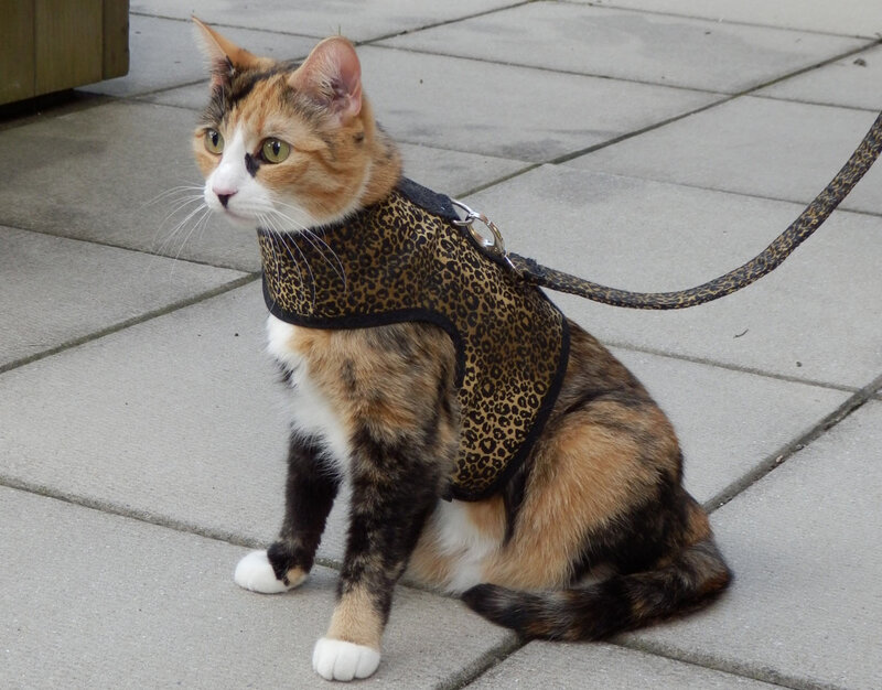 Calico Cat in Harness