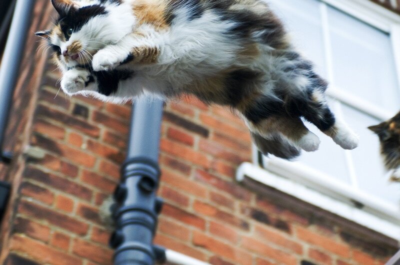 calico cat in mid-air jump