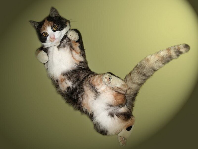 Calico Cat in Mid-air