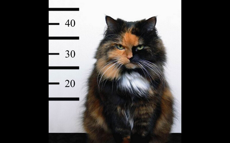 Calico Cat in Mugshot — Black