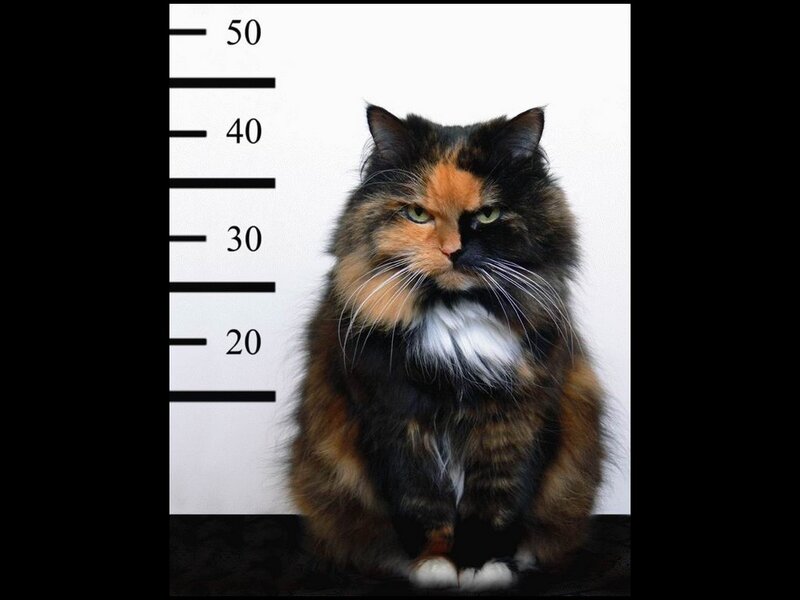 Calico Cat in Mugshot