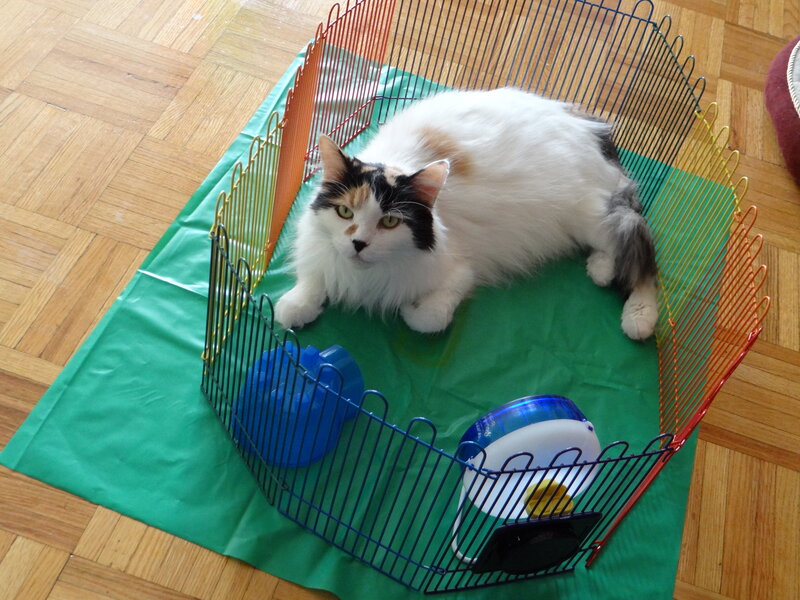 Calico Cat in Pen