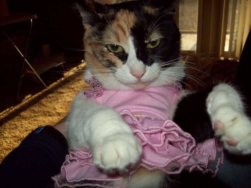 calico cat in pink dress